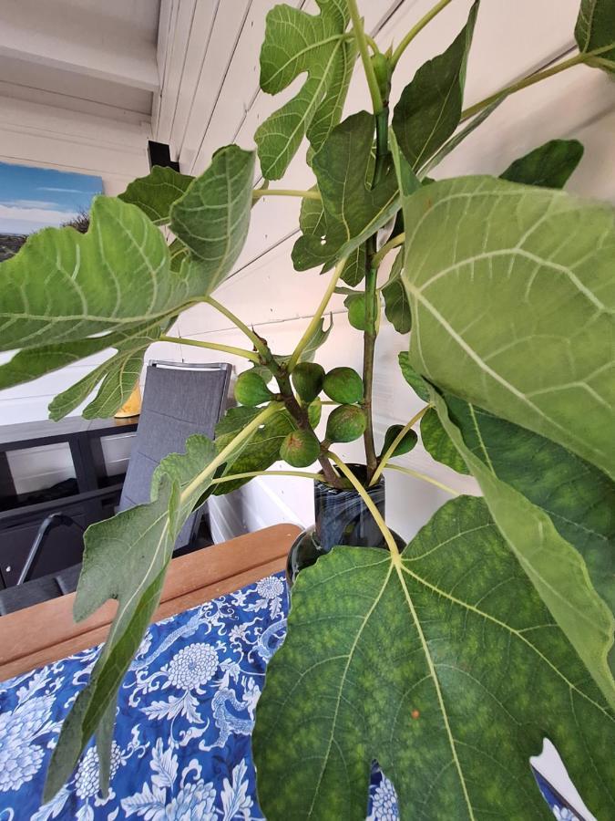 B&B Zeeuws Knoopje Burgh-Haamstede Exteriör bild